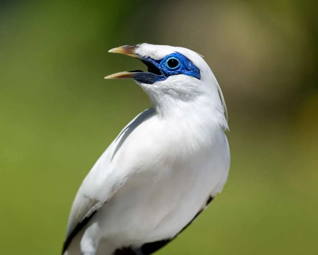 A Bali Starling, white with its bright blue eye-patch, calling from a branch